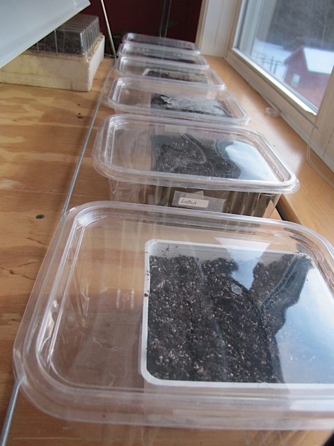 time to start some seeds, container gardening, gardening, Seeds planted now I just have to wait for them to sprout