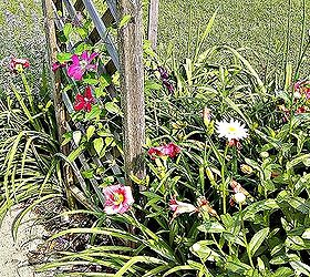 creating living soil, gardening, landscape, Daylilies and clematis under the trellis