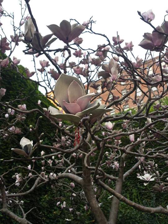 what type of tree is this, flowers, gardening, flowers no leaves