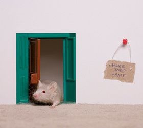 keep mice away plug these 5 gaps in your home, pest control