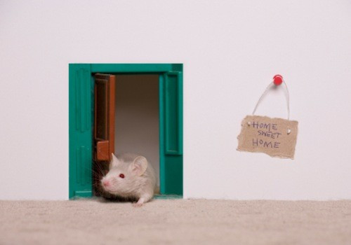 keep mice away plug these 5 gaps in your home, pest control