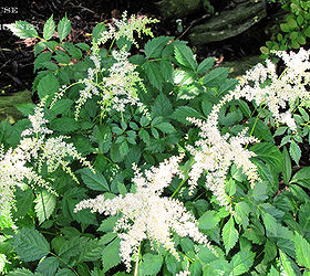 five fabulous perennials to add to your garden this year, flowers, gardening, perennials, Astilbe