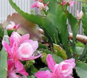 my spring garden, flowers, gardening, outdoor living, succulents, Orchid cactus