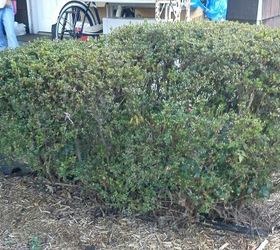 mystery bush at a friends house, gardening