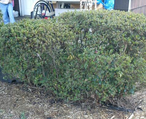 mystery bush at a friends house, gardening