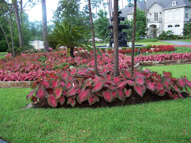 q caladium alternatives for a sunny yard, gardening, My front yard wish