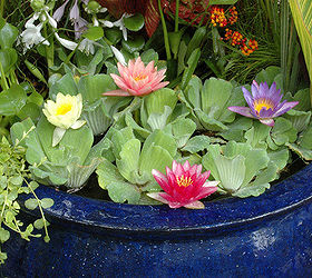 container water gardens, If you love waterlilies but don t have a pond simply grow them in a water tight container Be sure they receive at least 6 hours of full sun
