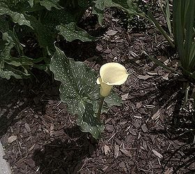 callillies if you cut the flower off deadhead it when it starts dying will it