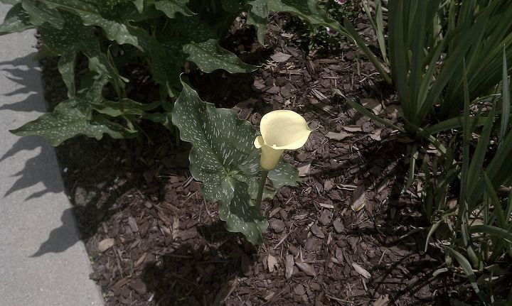 callillies if you cut the flower off deadhead it when it starts dying will it