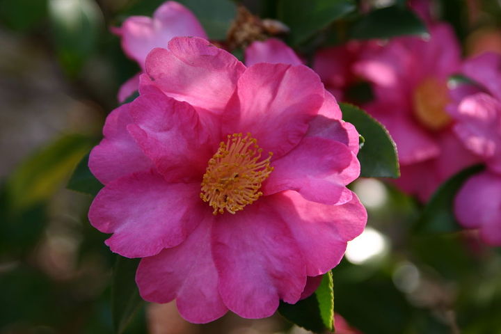 flor del da floreciendo hace unos das en el jardn botnico de atlanta otra que me, Camellia sasanqua Kanjiro