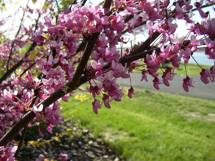 q what is it looks like a clamatis, gardening