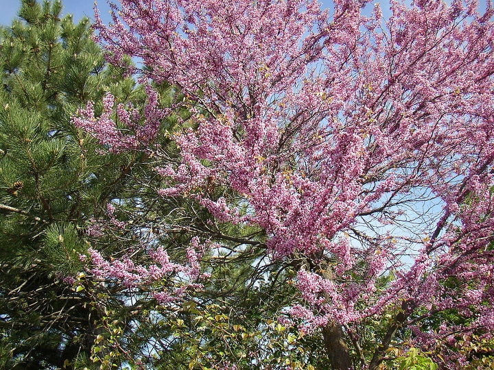 anyone know the name of this tree or shrub, gardening, landscape