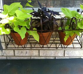 garden, container gardening, gardening, landscape, Sweet potato vine window box