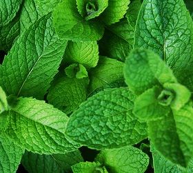 the 16 best healthy edible plants to grow indoors, gardening, Beyond being tasty this bright green herb can aid digestion Mint tea has also been known to soothe hangovers