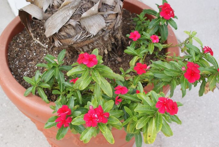 new pictures, Periwincle blooms all summer Also called Vinca