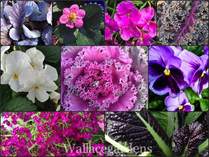 el color purpura jardin comestible monocromatico en contenedores, Nueve materiales vegetales diferentes Consulta la lista de arriba