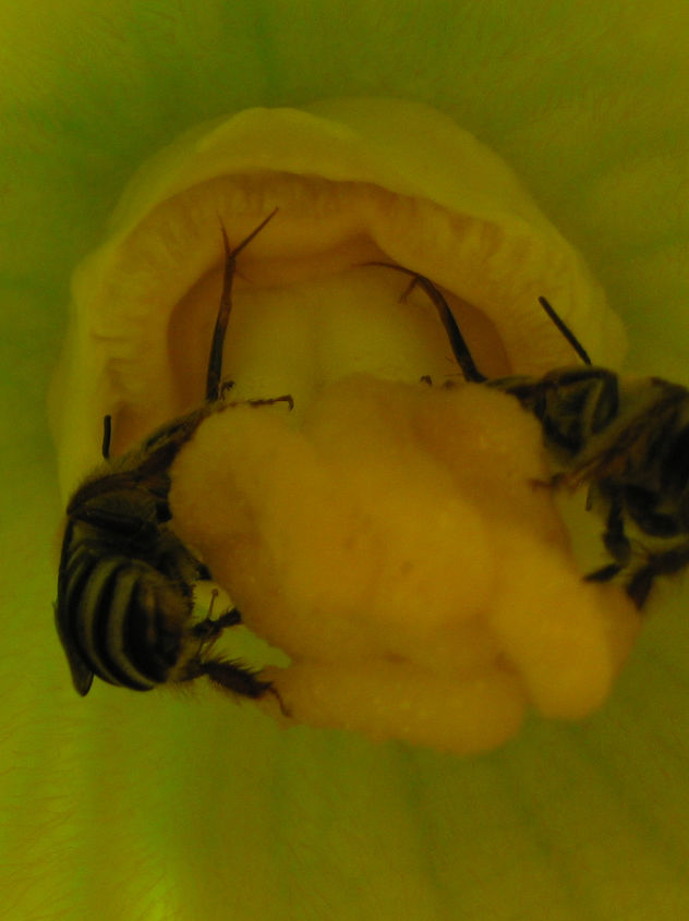 bee tongues, pets animals, Bees on my zucchini