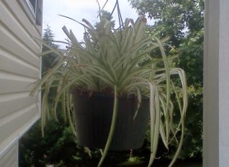 q plant light, gardening, Spider plant 24 hours after fertilizer and moving to new location Greener and perky
