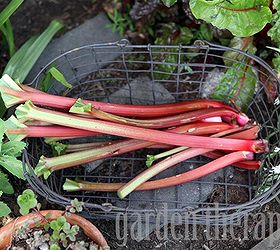 how to harvest rhubarb amp a sorbet recipe mmmm, gardening, Trim the leaves in a fan pattern for storing in the fridge or trim the tops completely if you plan to use the rhubarb right away