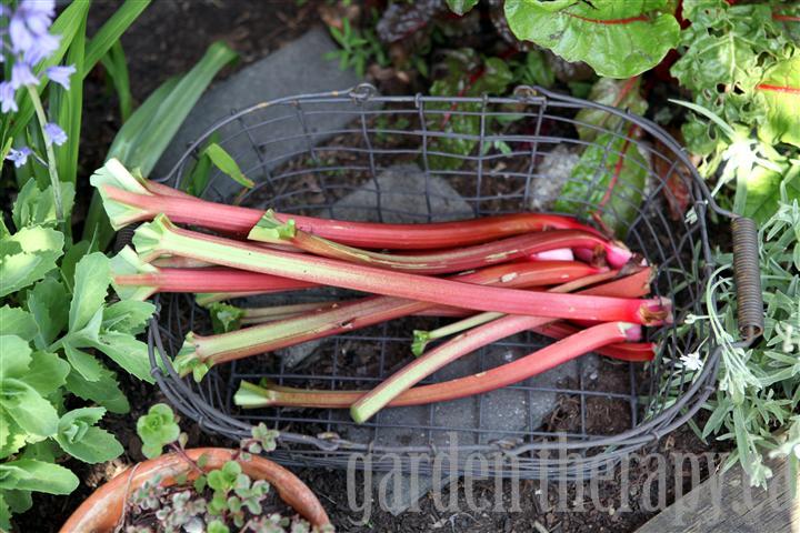 how to harvest rhubarb amp a sorbet recipe mmmm, gardening, Trim the leaves in a fan pattern for storing in the fridge or trim the tops completely if you plan to use the rhubarb right away