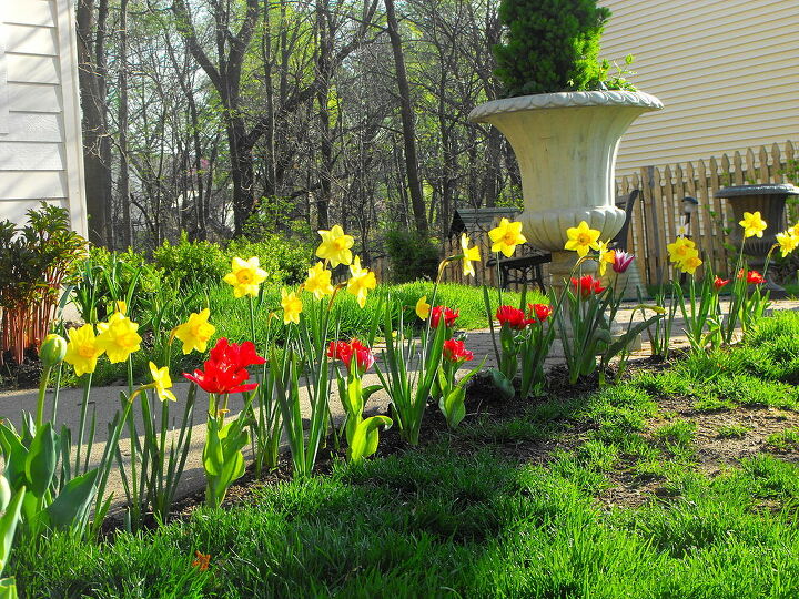 spring, container gardening, easter decorations, flowers, gardening, seasonal holiday d cor, Tulips and daffodils lining the path in front of the house