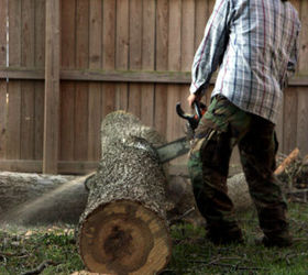 Thinking of Taking Down the Dead Trees in Your Garden?