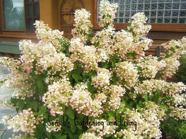 amazing hydrangea paniculatas, flowers, gardening, hydrangea, Hydrangea paniculata is a wonder shrub