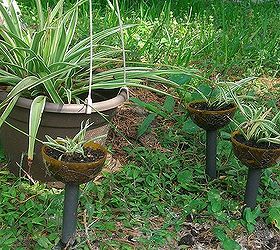 repurposing solar lights, gardening, repurposing upcycling, baby spider plantlets starting off in solar light bottoms