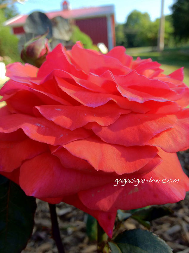 the resiliency of roses a celebration of national rose month, flowers, gardening, Fragrant Cloud A Hybrid Tea