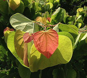 is your heart in the garden try these heart shaped plants, container gardening, flowers, gardening, hydrangea, Perhaps my favorite Redbud tree Rising Sun