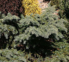 celebrate the winter garden with these plants a mix of both evergreen and deciduous, gardening, seasonal holiday decor, Cedrus deodara Divinely Blue This conifer is hardy to Zone 6 and provides color year around Give plenty of space to grow