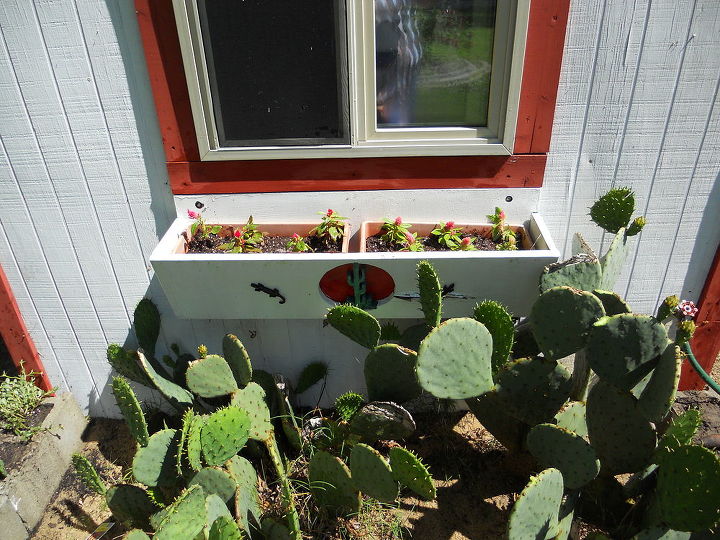 cactus garden taking over, gardening, Window box with celosia