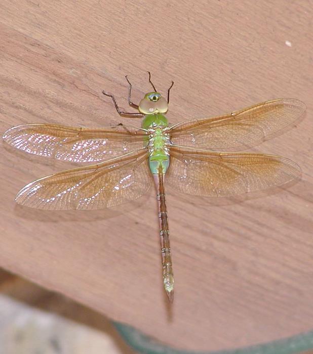 dragonflies in our garden, flowers, gardening, pets animals, This guy hung out on the underside of our walkway for most of the day
