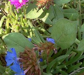 beautiful electric cool blue color in the hot late summer great perennial ground, gardening, Hardly Plumbago Leadwort mingles with Pink Ice Plant