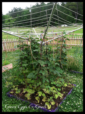 upcycled bean trellis, gardening, repurposing upcycling