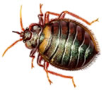bed bugs, electrical, pest control, Bed Bug
