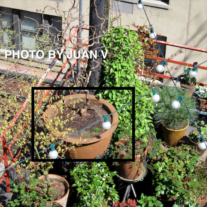 atualizao winterizing urban garden parte 3