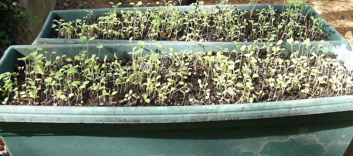 i planted some lettuce a week or so ago and it s come up nicely but now i m not sure, container gardening, gardening