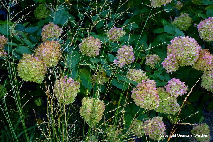 the high line in nyc takes root, flowers, gardening, home decor, hydrangea, landscape, urban living, Hydrangea and grasses along the High Line in New York City
