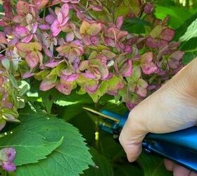 Quick! Now's the time to turn your hydrangeas into stunning fall decor—for FREE