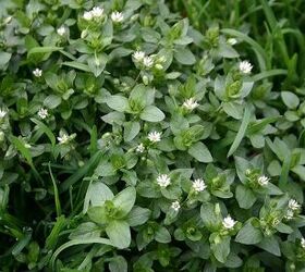 i bet you have one of these weeds in your lawn now i ve had them all at one time, gardening, chickweed