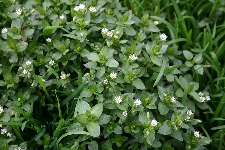 i bet you have one of these weeds in your lawn now i ve had them all at one time, gardening, chickweed