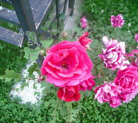 sharing my roses and flowers with garden 3, flowers, gardening, hibiscus, Knockout full bloom in front