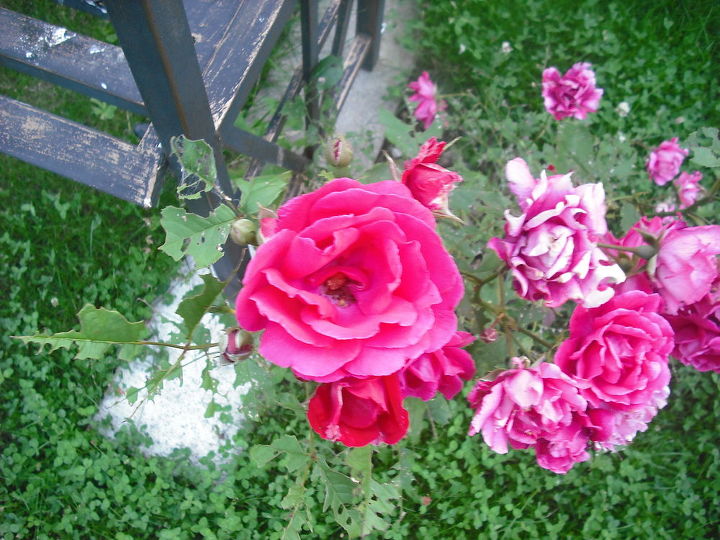 compartilhando minhas rosas e flores com o jardim 3, Nocaute cheio de flores na frente