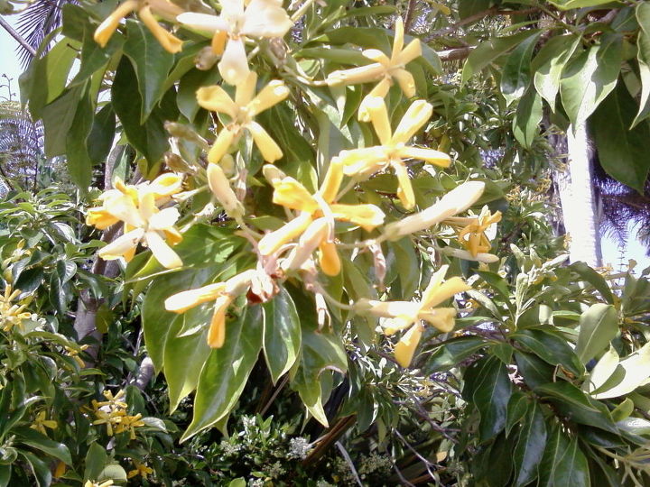 q does anyone know what type of tree this is, gardening