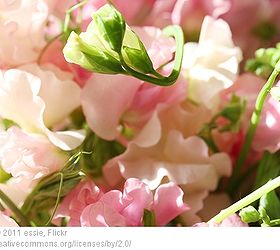 simple sweet and scentsational planting sweet peas, gardening