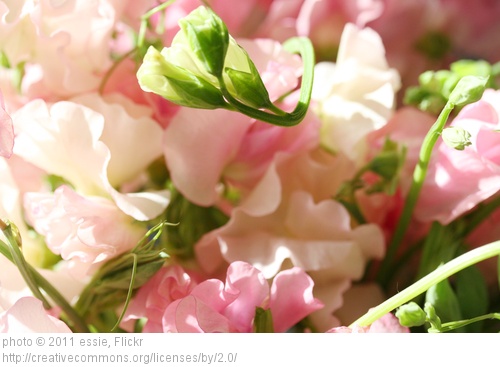simple sweet and scentsational planting sweet peas, gardening