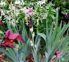 spring fever, flowers, gardening, hydrangea, outdoor living, Dad s Burgundy iris copper dragonflies