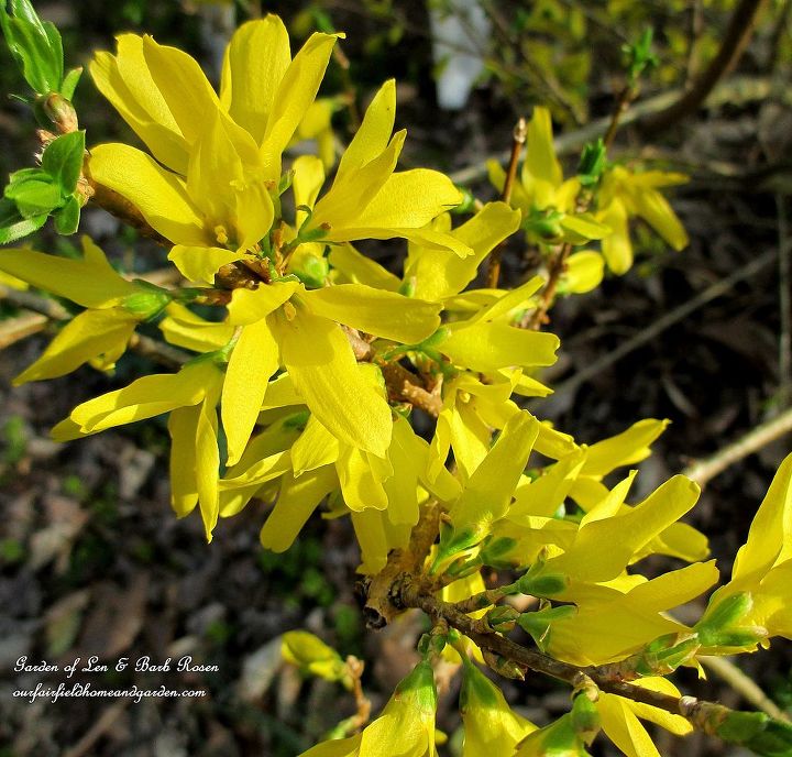 spring is blossoming, gardening, Forsythia sunny yellow blooms