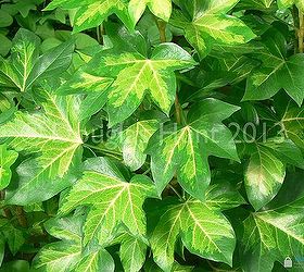 variegated foliage yea or nay, gardening, I d give this a thumbs up